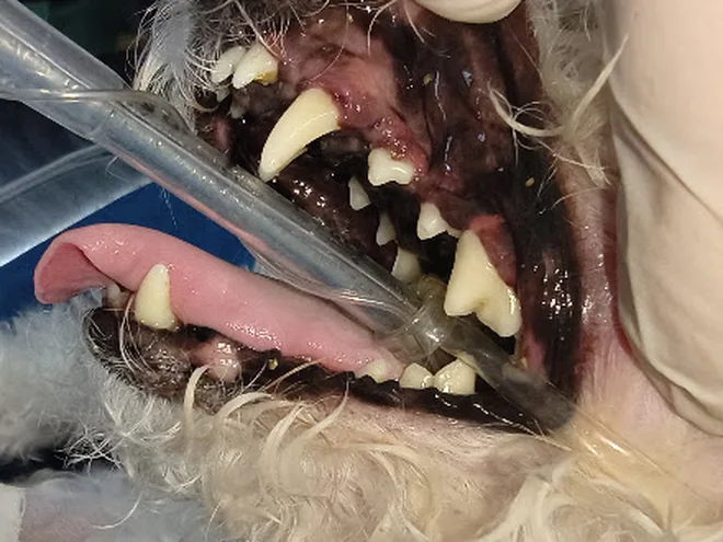 Dientes limpios después de la limpieza dental
