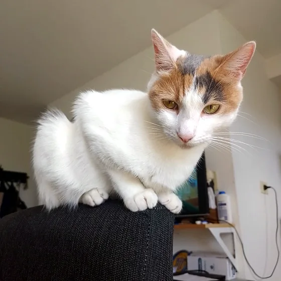 Gata blanca y naranja sentada sobre un sillón