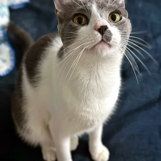 Gato gris y blanco mirando a la cámara