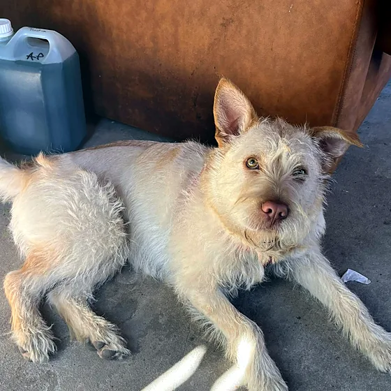 Perro de pelo claro recostado en el piso