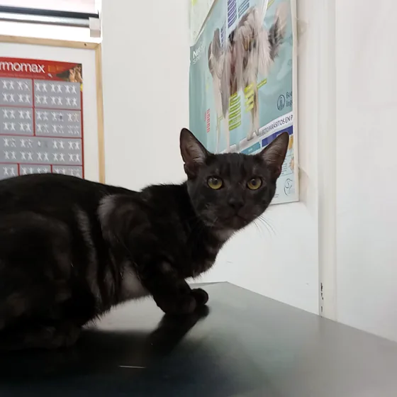 Gatito negro sobre la mesa de consulta