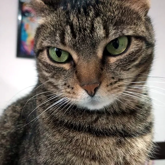Gato atigrado de ojos verdes mirando a la cámara