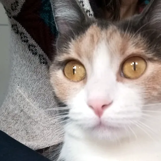 Gata blanca y gris de ojos color miel, muy cerca de la cámara