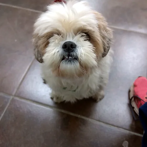 Shih tzu mirando a la cámara en el piso del consultorio