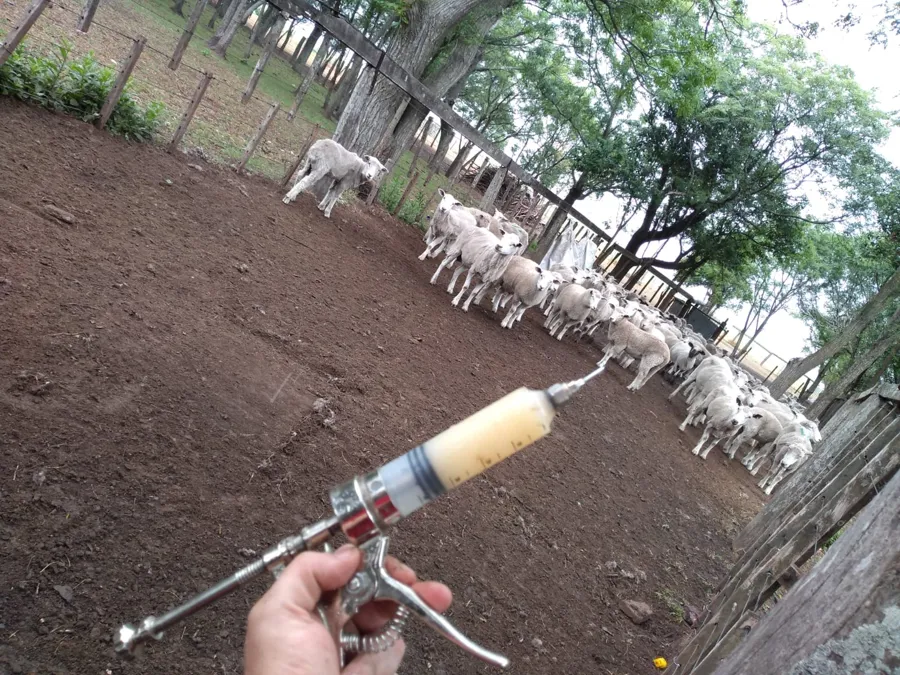 Veterinaria con jeringa de dosificación frente a un rebaño de ovejas en el corral