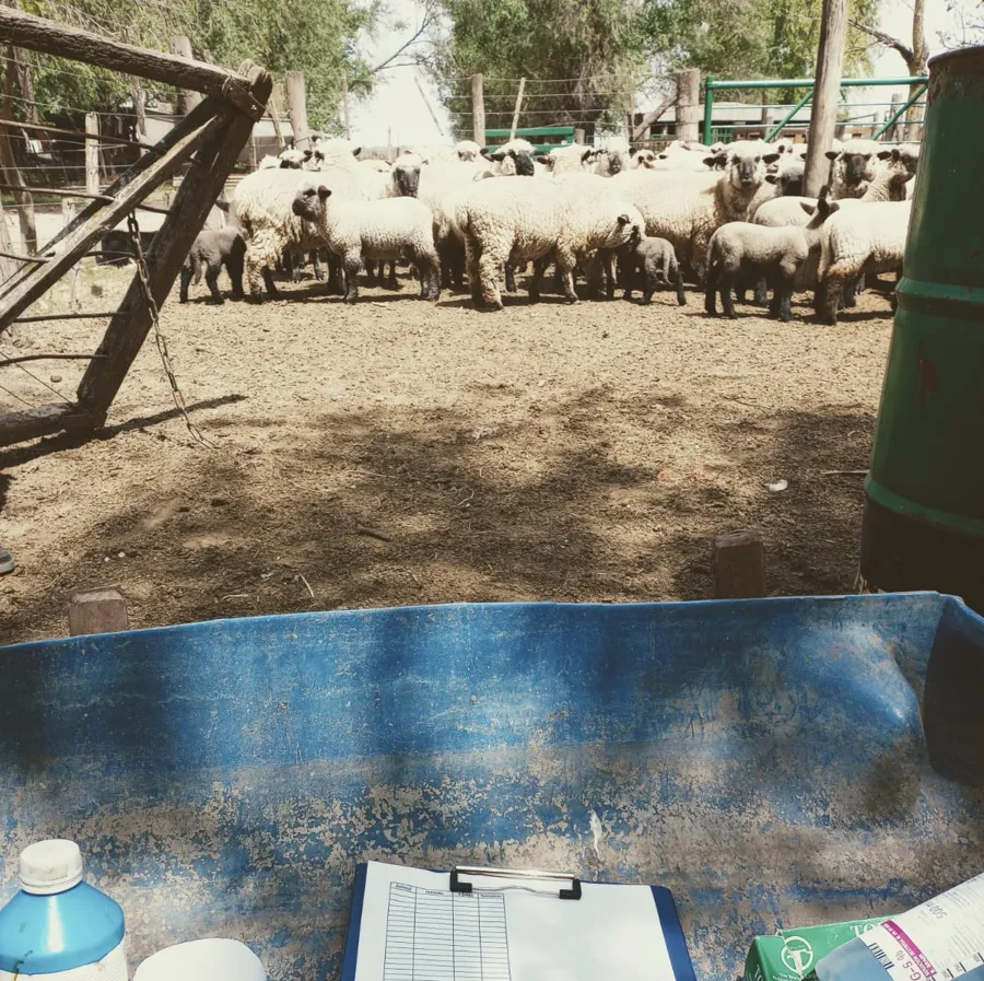Ovejas y corderos en el corral, con la planilla de trabajo lista para la jornada de sanidad