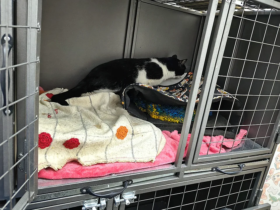 Gato blanco y negro descansando sobre mantas en una de las jaulas del espacio de recuperación
