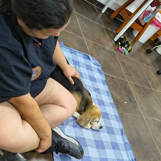 La veterinaria sentada junto a un perro beagle que duerme tranquilo sobre una manta, mientras lo acaricia